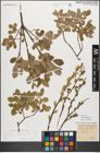 Foto von Salix myrsinifolia Salisb.